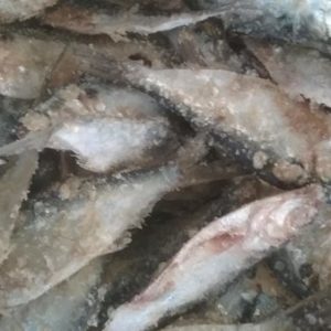 Preserved Shad, 100% Live Arrival Guaranteed