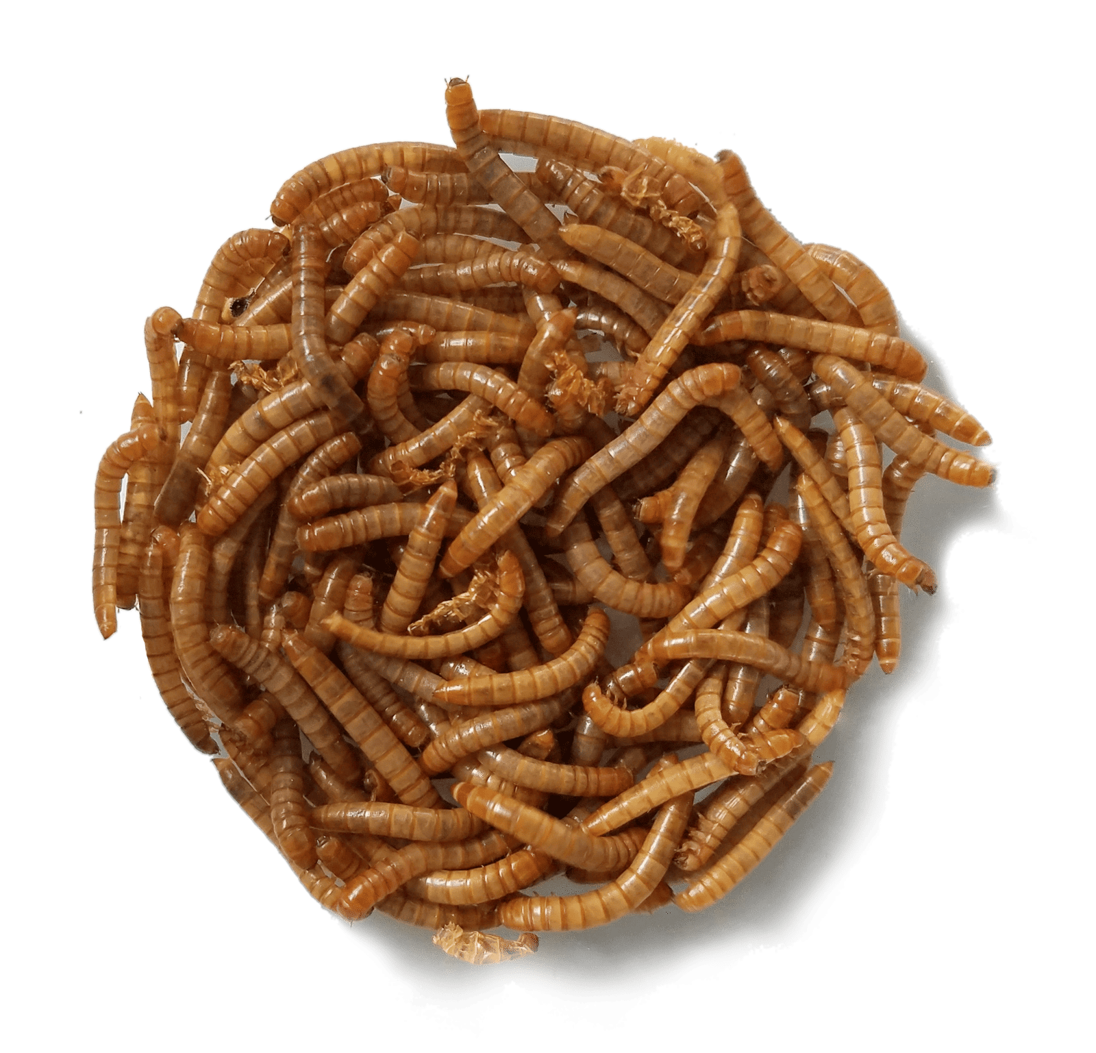 mealworms 3